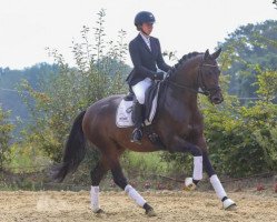 dressage horse Gaspard 10 (Trakehner, 2018, from His Moment)