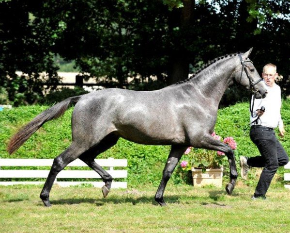 Deckhengst Team Spirit (Trakehner, 2012, von E.H. Millennium)