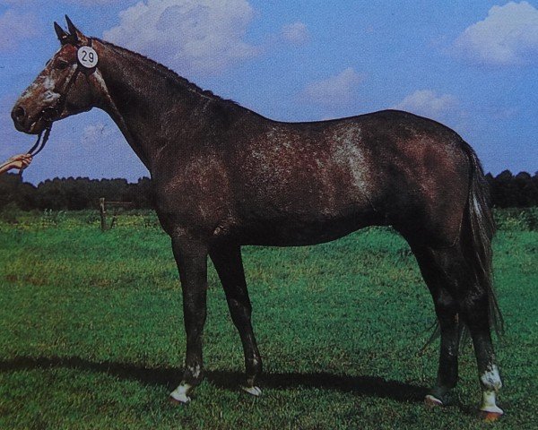 stallion Johannistag (Noble Warmblood, 1985, from Jerome I)