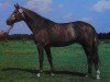 stallion Johannistag (Noble Warmblood, 1985, from Jerome I)