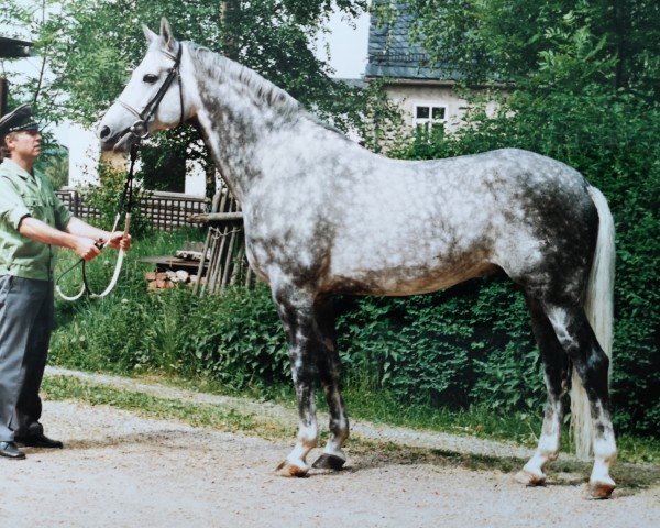 stallion Johannistag (Noble Warmblood, 1985, from Jerome I)