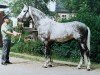 stallion Johannistag (Noble Warmblood, 1985, from Jerome I)