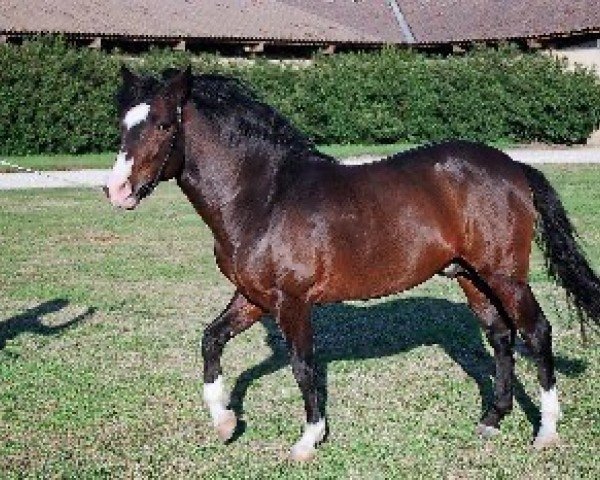 stallion Illoway Cheriton Fast (New Forest Pony, 1996, from Willoway Good As Gold)