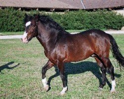 Deckhengst Illoway Cheriton Fast (New-Forest-Pony, 1996, von Willoway Good As Gold)