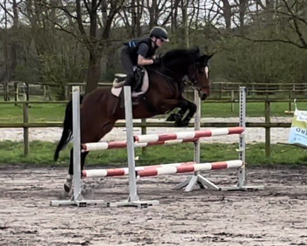 Springpferd Vasco van de Groenheuvel (Belgisches Reitpony, 2017, von Rob Roy van Het Klavertje)