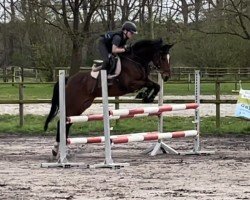 jumper Vasco van de Groenheuvel (Belgium Sporthorse, 2017, from Rob Roy van Het Klavertje)