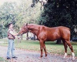 Deckhengst Calin de Mels AA (Anglo-Araber, 1990, von Alban A AA)