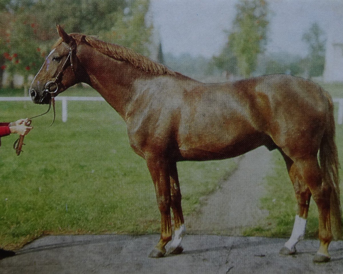 Deckhengst Leuchter 1432 (Sachsen-Anhaltiner, 1981, von Lenz 2640)