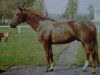 stallion Leuchter (Saxony-Anhaltiner, 1981, from Lenz)