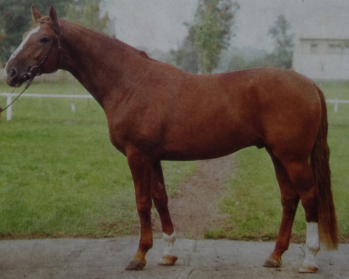 stallion Largos 1431 (Saxony-Anhaltiner, 1981, from Leuchtfeuer 2602)