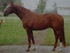 stallion Largos (Saxony-Anhaltiner, 1981, from Leuchtfeuer)