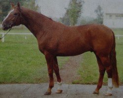 Deckhengst Largos (Sachsen-Anhaltiner, 1981, von Leuchtfeuer 2602)