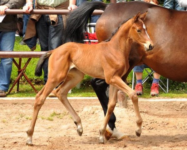 dressage horse Barinja (Oldenburg, 2014, from Oliver Twist)