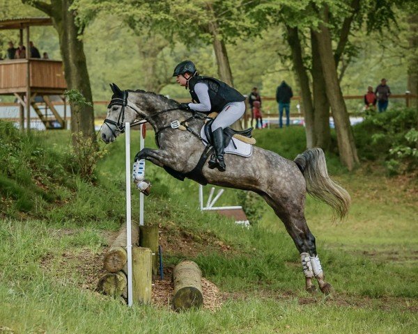 eventing horse Be my one (Westphalian, 2019, from Balou du Rouet)