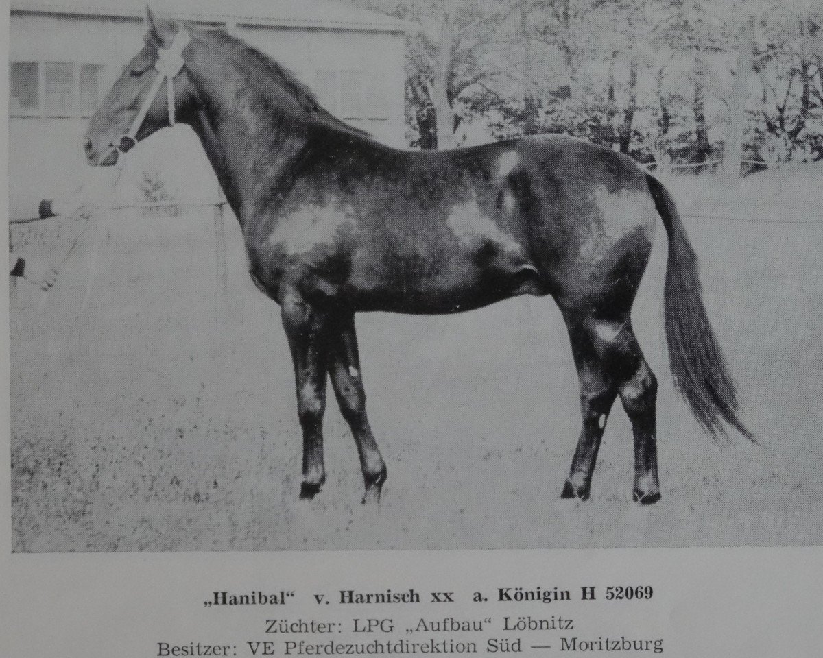 Deckhengst Hanibal 1340 (Edles Warmblut, 1972, von Harnisch xx 1255)