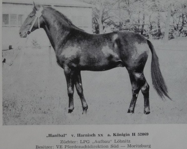 Deckhengst Hanibal (Brandenburger, 1972, von Harnisch xx)