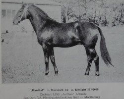 Deckhengst Hanibal 1340 (Edles Warmblut, 1972, von Harnisch xx)