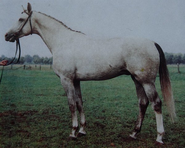 Deckhengst Kogani II (Mecklenburger, 1983, von Kobold I)