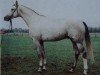 stallion Kogani II (Mecklenburg, 1983, from Kobold I)