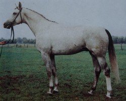 stallion Kogani II (Mecklenburg, 1983, from Kobold I 3378)