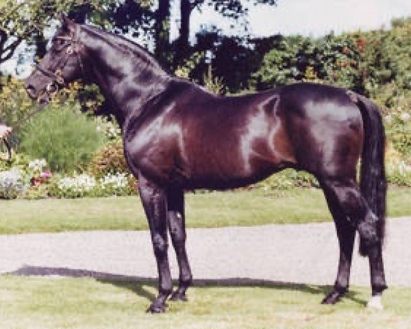 stallion Mister Mat xx (Thoroughbred, 1987, from Matahawk xx)