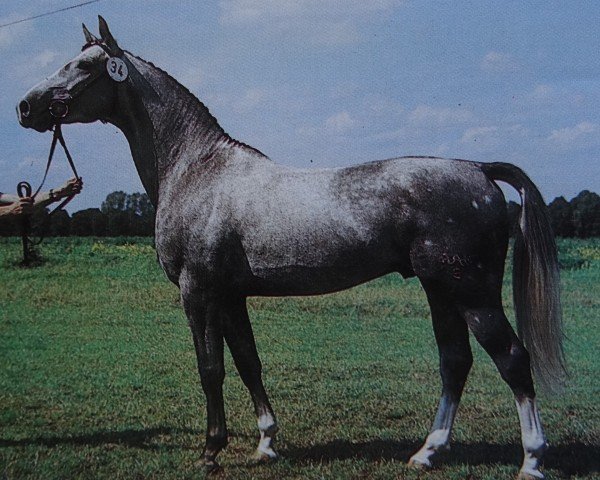 stallion Sandsturm (Brandenburg, 1985, from Saffian)