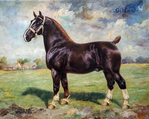 stallion Goldmann 1626 OF (Alt-Oldenburger / Ostfriesen, 1926, from Grumbach 1350)