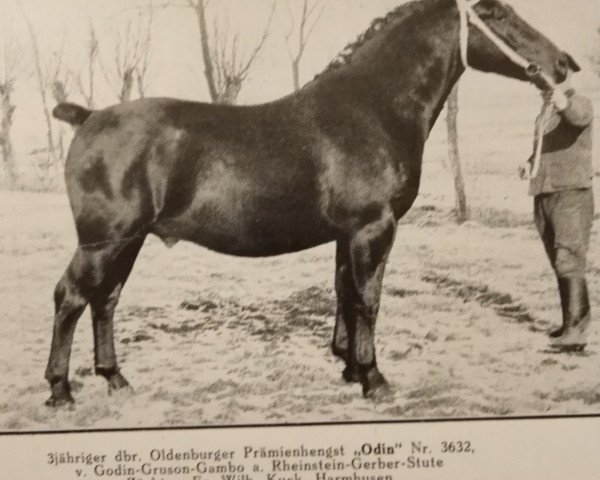 Deckhengst Odin (Oldenburger, 1937, von Godin 3555)