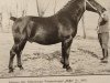stallion Odin (Oldenburg, 1937, from Godin 3555)