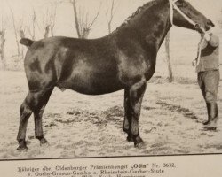 stallion Odin 3632 (Oldenburg, 1937, from Godin 3555)