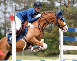 jumper Kaiser Hannes (German Riding Pony, 2018, from Kadenzzo)