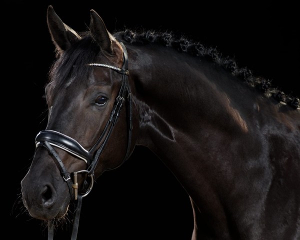 dressage horse Maximus 147 (Westphalian, 2018, from DSP Marc Cain)