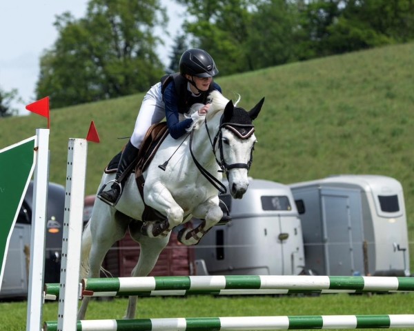 jumper Boston Sally's Lass (Connemara Pony, 2012)