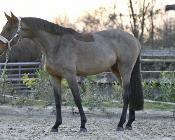 jumper Axel van de Zeshoek (Zangersheide riding horse, 2020, from Amadeo van 't Vossenhof Z)