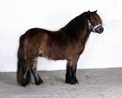 Deckhengst Arko v.d. Lindervelde (Shetland Pony,  , von Lögballes Kojak 155 SH)