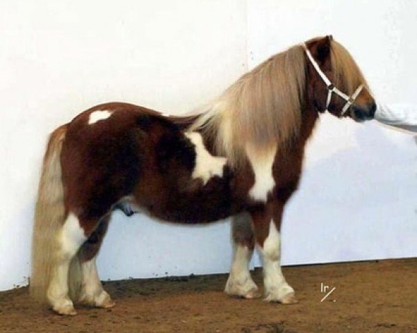 stallion Lögballes Kojak 155 SH (Shetland Pony, 1995, from Albert SH 244)