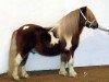 Deckhengst Lögballes Kojak 155 SH (Shetland Pony, 1995, von Albert SH 244)