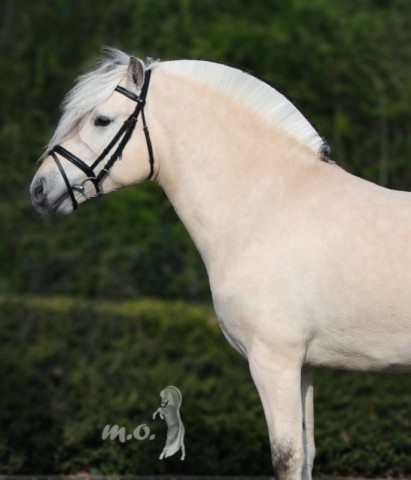 horse Witano van de Bilterhoeve (Fjord Horse, 2020, from Kastanjegårdens Hannibal)