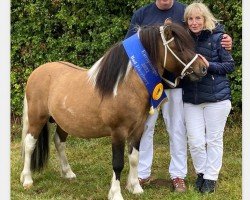 Deckhengst Emil von der Mühlbachquelle (Shetland Pony, 2018, von Esteban van de Zandkamp)