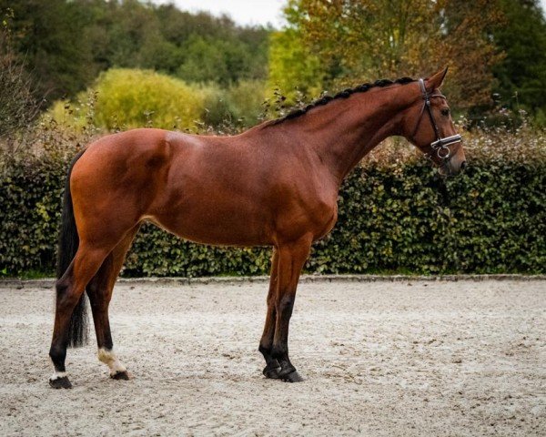 dressage horse Vesta von Merle H (German Sport Horse, 2019, from Vitalis)