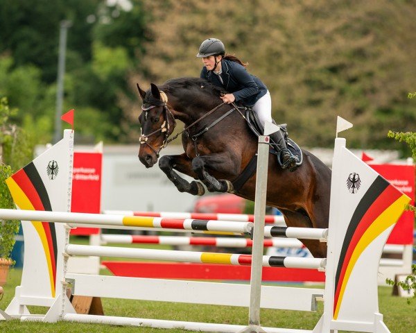 dressage horse Birmingham's Bellatrix (Hanoverian, 2018, from Birmingham)