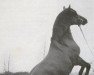 stallion Nasmeshnik 1963 ox (Arabian thoroughbred, 1963, from Arax 1952 ox)