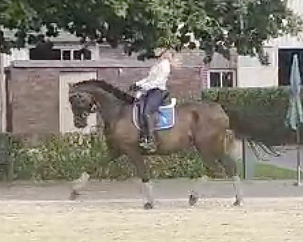 broodmare Inselträumerin (Trakehner, 2017, from Helium)