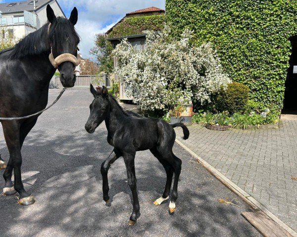 Fohlen von Total Fine G (Hannoveraner, 2024, von Total Diamond PS)