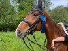 dressage horse Fabienne D (Württemberger, 2004, from French Kiss)