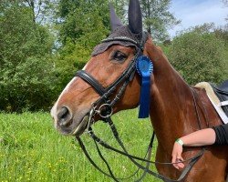 dressage horse Fabienne D (Württemberger, 2004, from French Kiss)