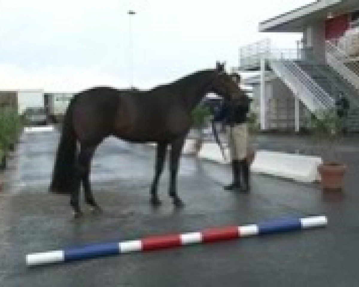 Deckhengst Triple Star du Lavoir (Selle Français, 2007, von Quick Star)