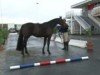 Deckhengst Triple Star du Lavoir (Selle Français, 2007, von Quick Star)