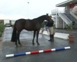 stallion Triple Star du Lavoir (Selle Français, 2007, from Quick Star)