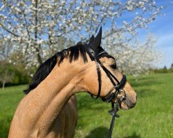 Springpferd Camphelo (Deutsches Reitpony, 2018, von FS Champion de Luxe)